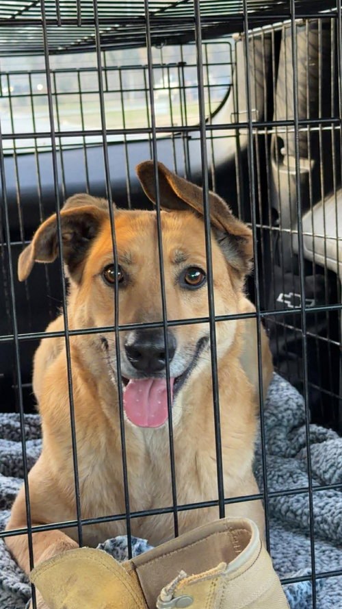 Kit, an adoptable German Shepherd Dog in Jacksonville, NC