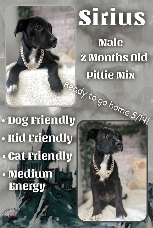 Sirius, an adoptable Pit Bull Terrier in Jacksonville, NC