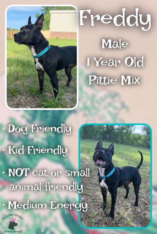 Freddy, an adoptable Pit Bull Terrier in Jacksonville, NC