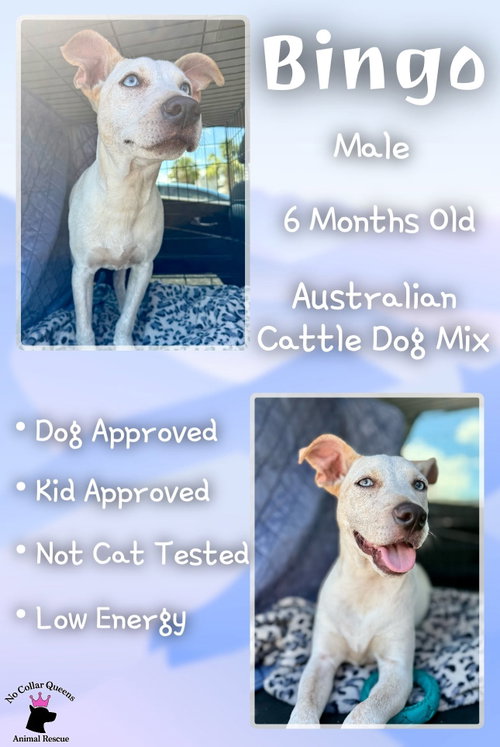 Bingo, an adoptable Australian Cattle Dog in Jacksonville, NC