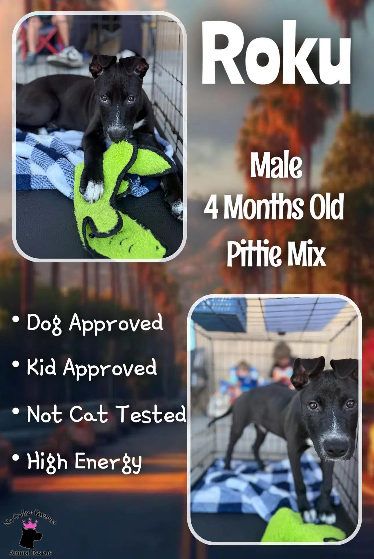 Roku - Pit Bull Terrier