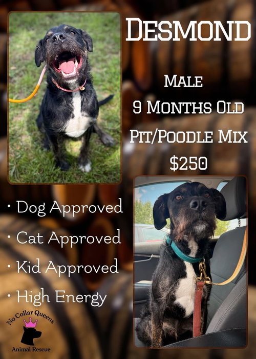 Desmond, an adoptable Poodle in Jacksonville, NC