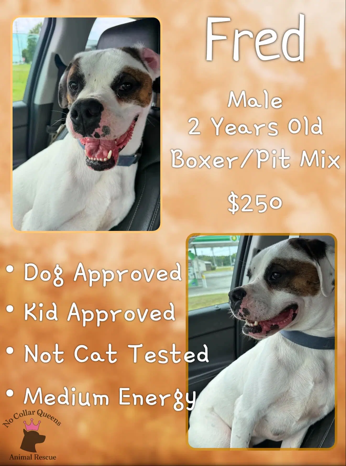 Fred - Boxer