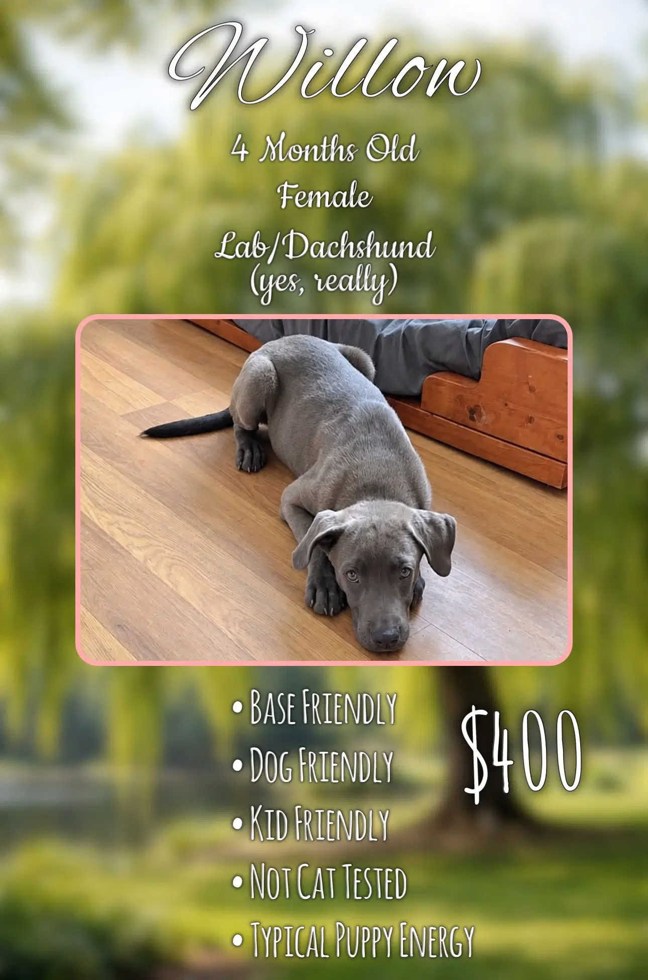 Willow - Grey - Labrador Retriever