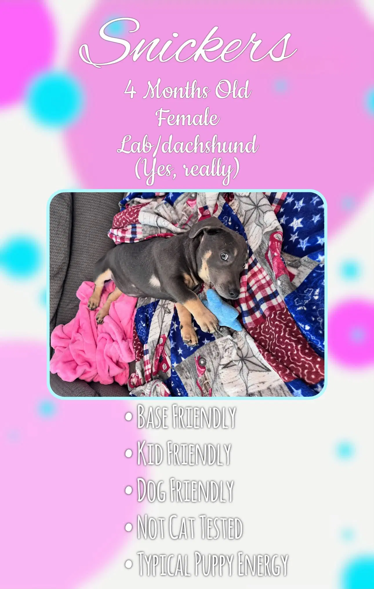 Snickers - Grey - Labrador Retriever