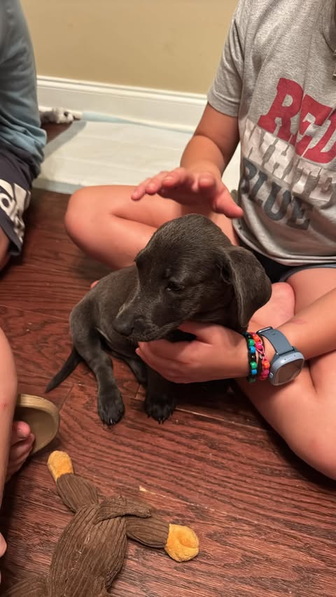 Spot - Grey