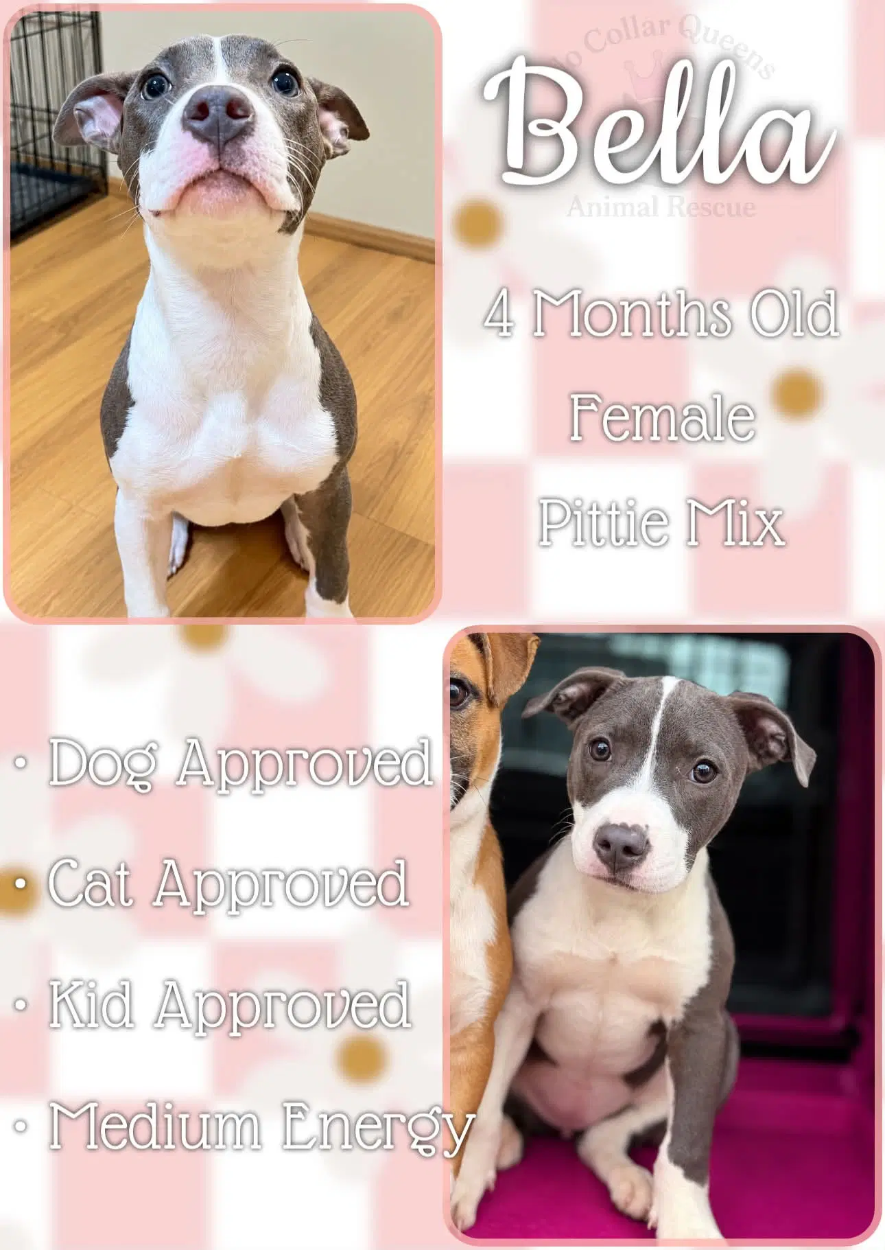 Bella Belladonna - Pit Bull Terrier