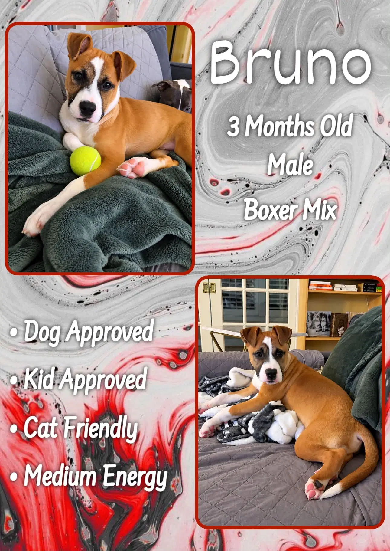 Bruno - Boxer