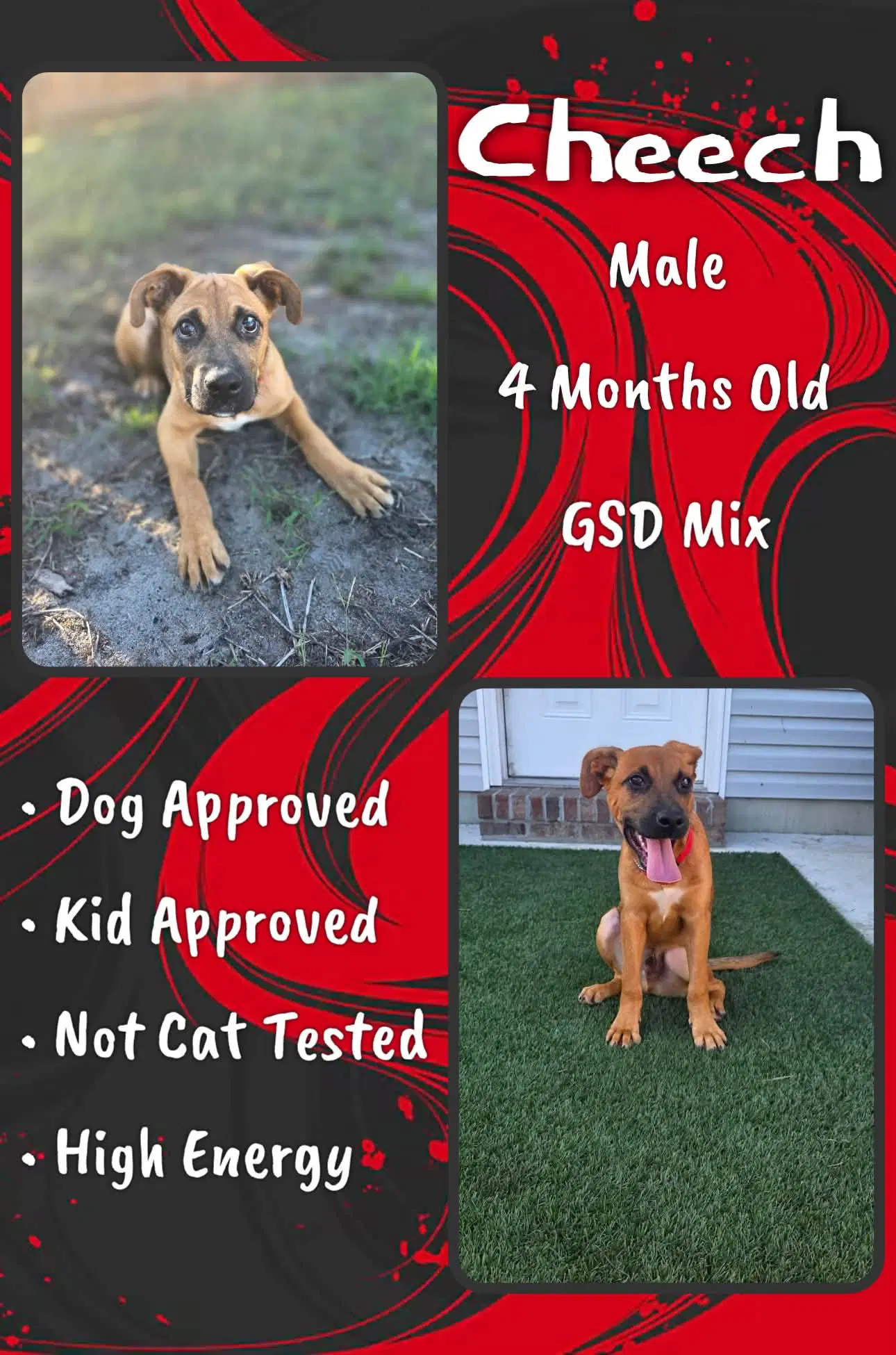 Cheech - Shepherd