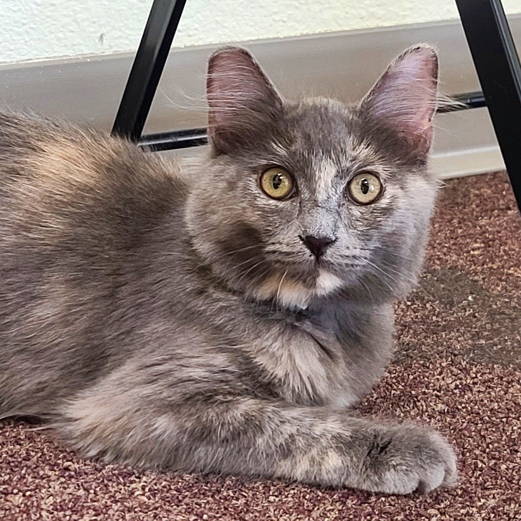 adoptable Cat in Las Vegas, NV named Bertie