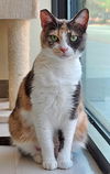 adoptable Cat in , NV named Delilah