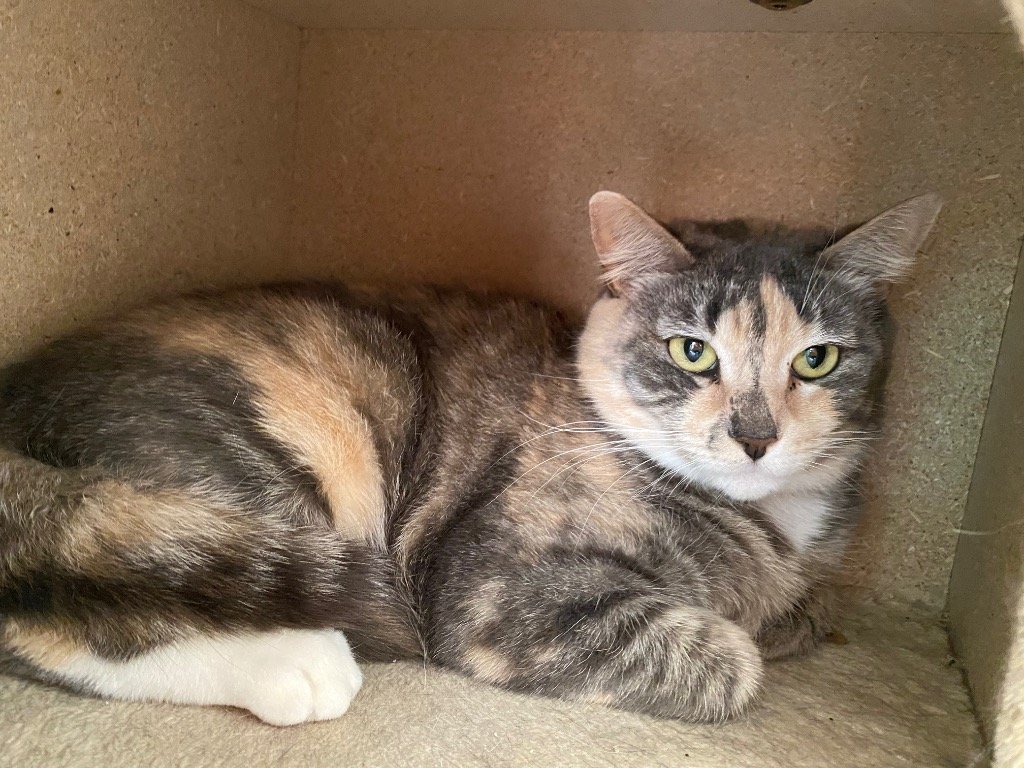 adoptable Cat in Las Vegas, NV named Missy
