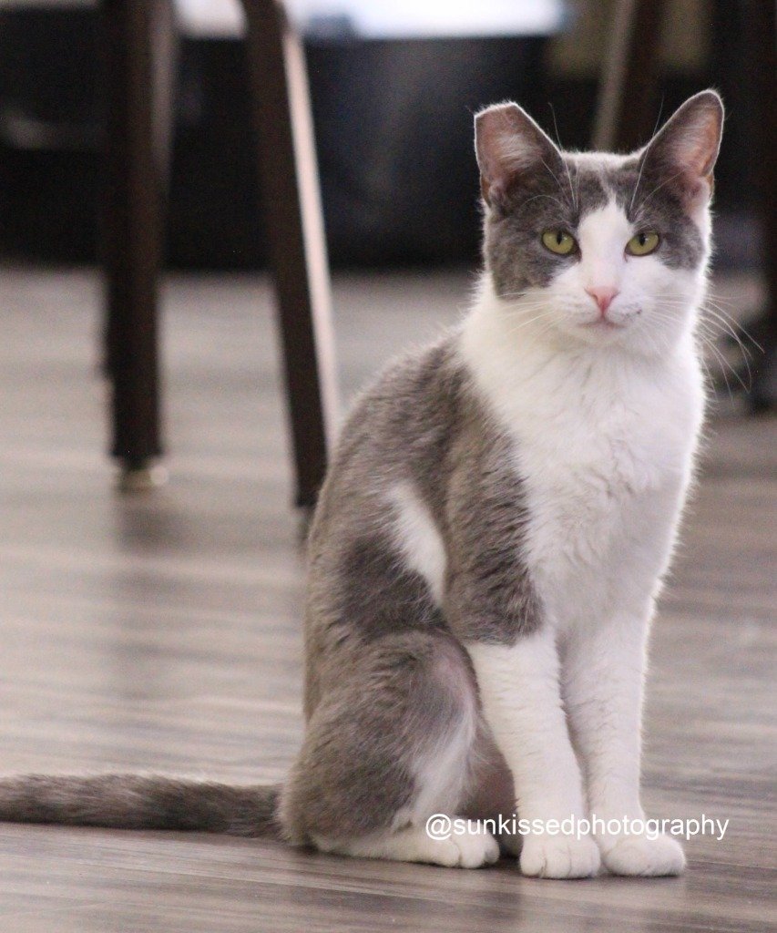 adoptable Cat in Las Vegas, NV named Tiki Meowsala
