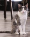 adoptable Cat in , NV named Tiki Meowsala