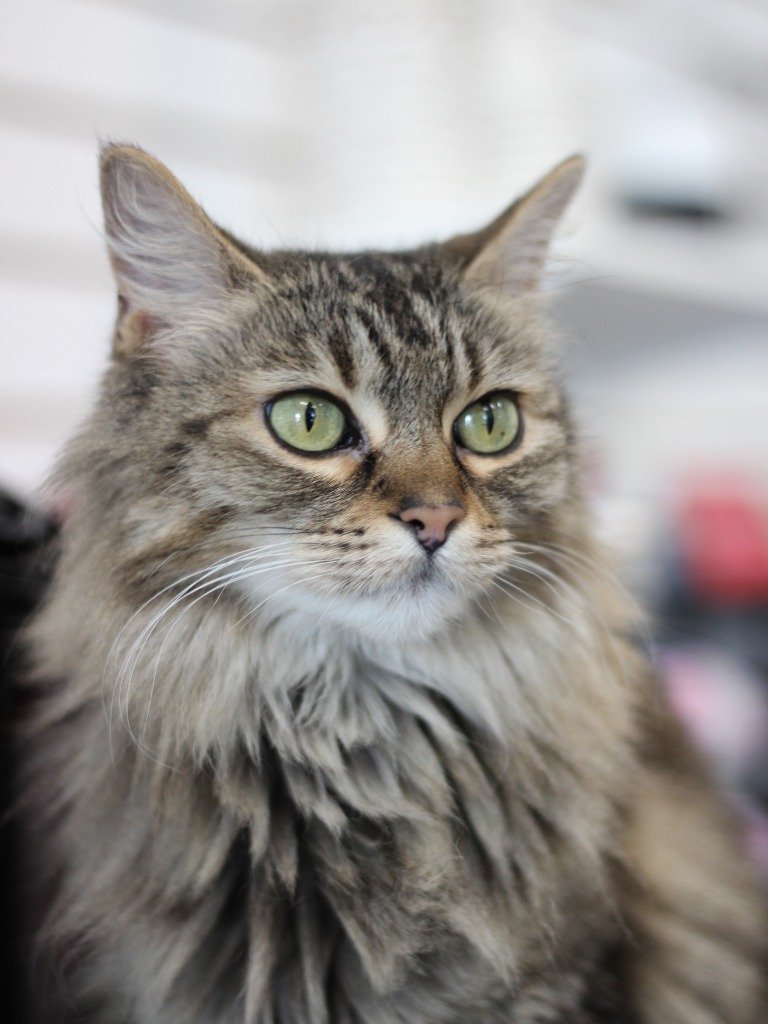 adoptable Cat in Las Vegas, NV named Mimi