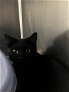 adoptable Cat in , NV named Obsidian
