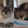 adoptable Cat in , NV named Rauly / Sonny