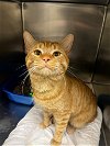 adoptable Cat in , NV named Little Man