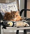 adoptable Cat in , NV named Benjamin