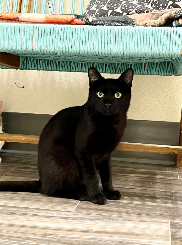 adoptable Cat in Las Vegas, NV named Beau