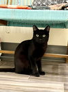 adoptable Cat in , NV named Beau