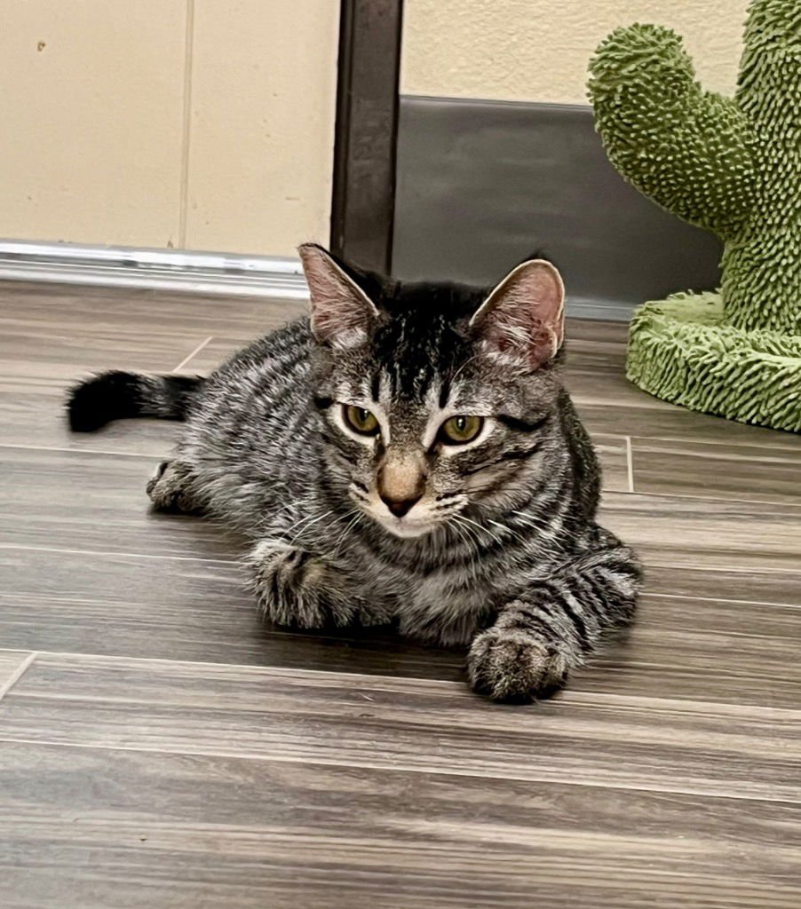 adoptable Cat in Las Vegas, NV named Bear