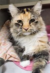 adoptable Cat in  named Goldie