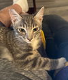 adoptable Cat in , NV named Captain Crook