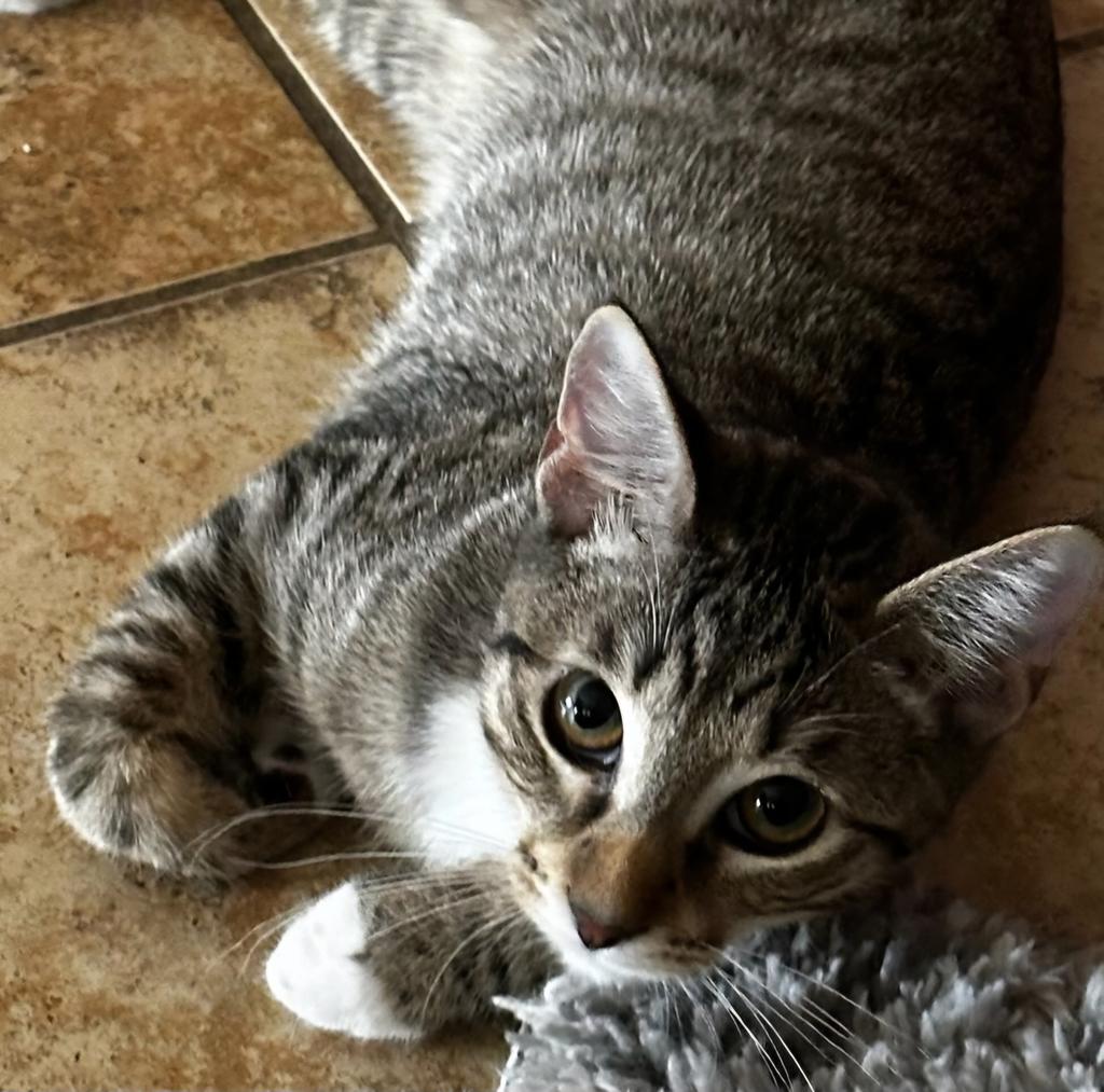 adoptable Cat in Las Vegas, NV named Bailey