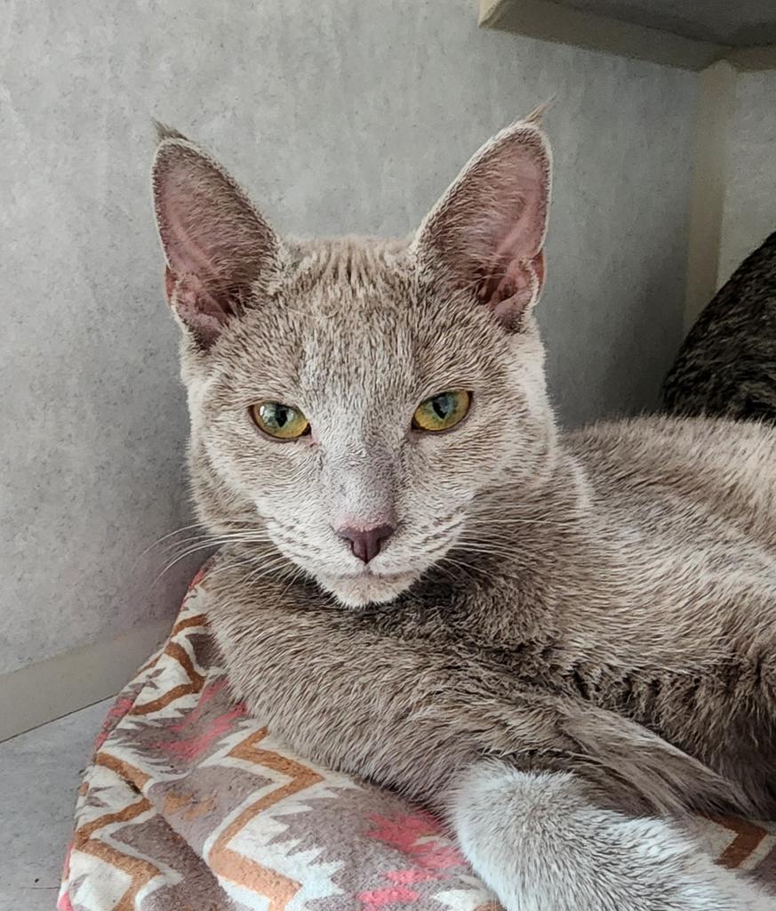 adoptable Cat in Las Vegas, NV named Bandit