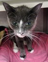 adoptable Cat in , NV named Rhianna