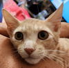 adoptable Cat in , NV named Charlie