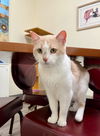 adoptable Cat in  named Cream Puff