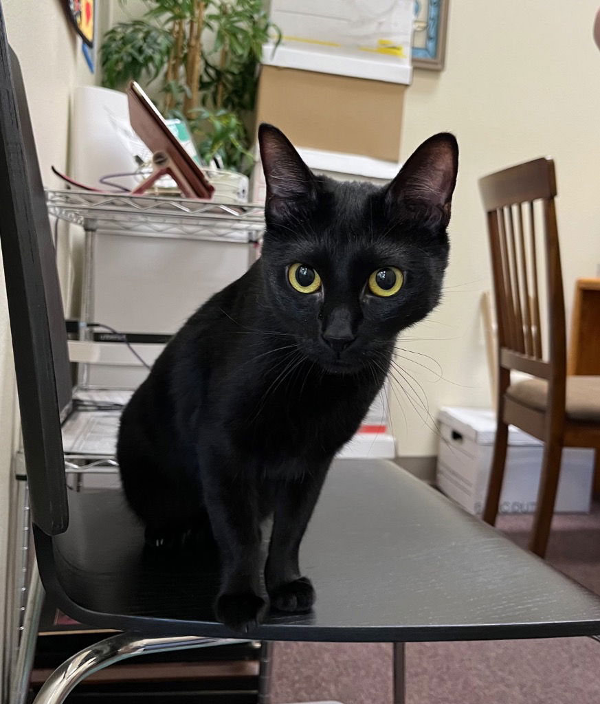 adoptable Cat in Las Vegas, NV named Pepper