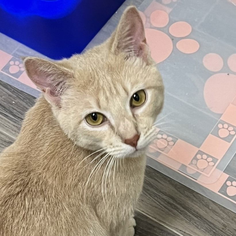 adoptable Cat in Las Vegas, NV named Romie