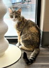 adoptable Cat in , NV named Posie