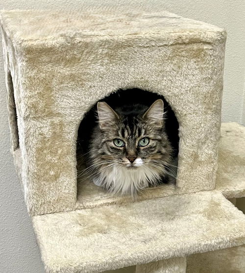 picture of the cat needing adoption