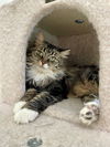 adoptable Cat in , NV named Sunflower