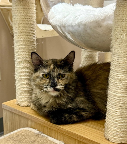 picture of the cat needing adoption