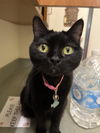 adoptable Cat in , NV named Sweet Pea