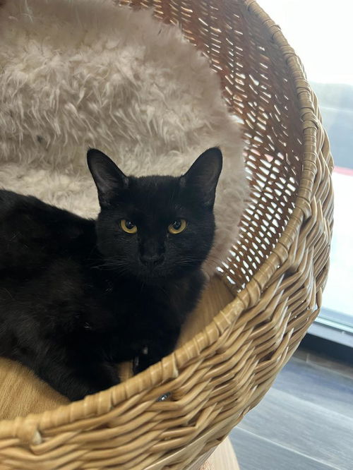 picture of the cat needing adoption