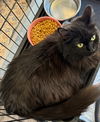 adoptable Cat in , NV named Babs