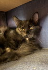 adoptable Cat in , NV named Harlow