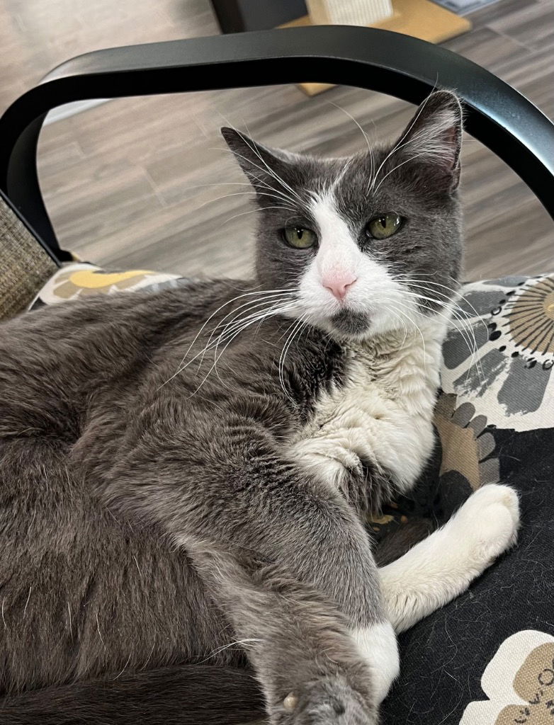 adoptable Cat in Las Vegas, NV named Becca