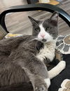 adoptable Cat in , NV named Becca