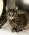 adoptable Cat in Las Vegas, NV named Whitney