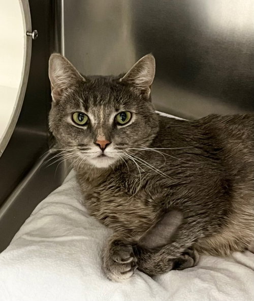 picture of the cat needing adoption