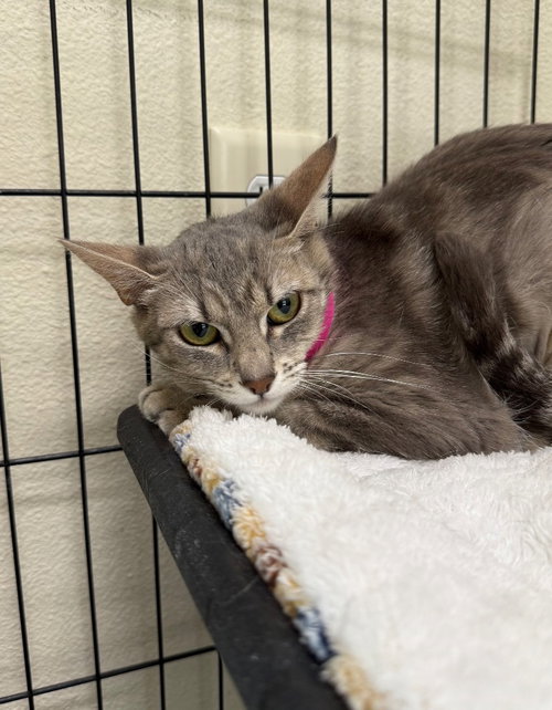 picture of the cat needing adoption