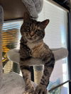 adoptable Cat in Las Vegas, NV named Rosie