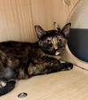 adoptable Cat in Las Vegas, NV named Nonie